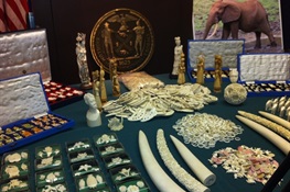 WCS: Private Sector Must Be a Part of the Wildlife Trafficking Solution